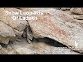 Snow Leopards of Ladakh