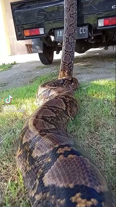 Huge 18 Foot Python 😳 #shorts - YouTube