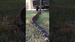 Huge 18 Foot Python 😳 #shorts