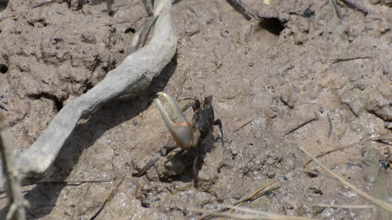 video phone beyonce mp3 Fiddler Crab