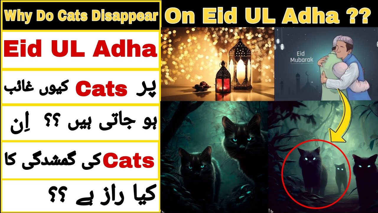 Why Do Cats Disappear On Eid UL Adha ?? The Secret Of The Disappearance