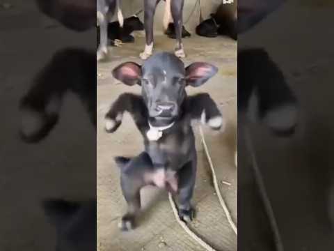  New_trending_dance 😆😂 #shorts #comedy #trending #funny #dance 