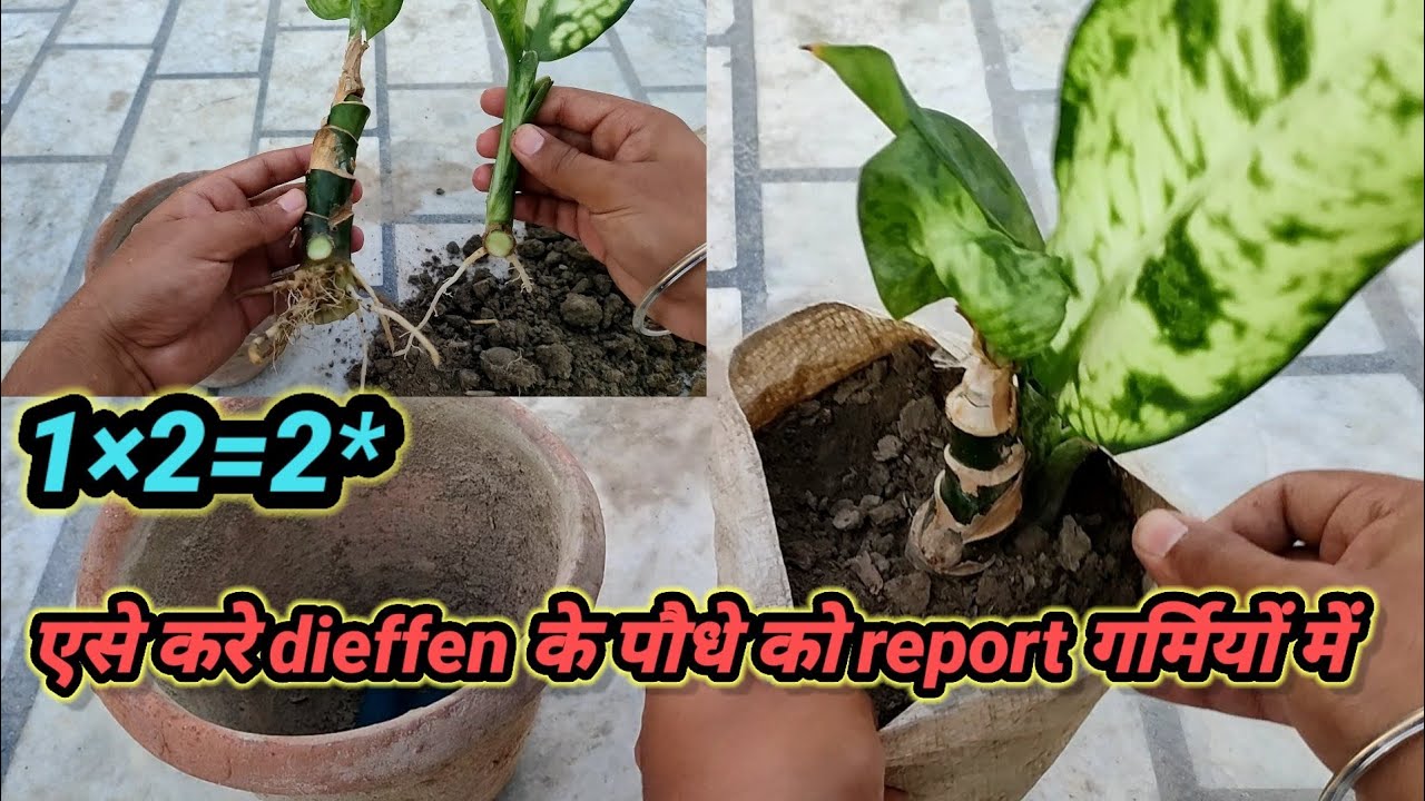 How to report and divide dieffenbachia plant in summer /dumbcane - YouTube