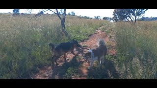 Lycan meets Willow by Adventures with Lycan my German Shepherd Dog 103 views 2 months ago 10 minutes, 55 seconds