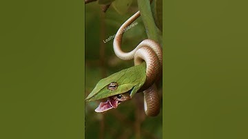 Rắn lục kim - Màu xanh giống rắn lục nhưng lại thuộc họ rắn nước | @thegioiran