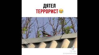 Дятел Террорист😂