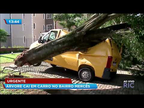 Vídeo: Que placa de carro tem uma árvore no meio?