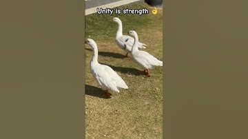 Birds in Unity 👌 #birds #duck #ducks #strength #unity #whitebird #shortsviral #beautiful #ytshorts
