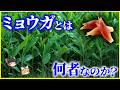 【ゆっくり解説】なぜ日本人だけ食べる…?「ミョウガ」とは何者なのか?を解説/実は花を食べている!?好き嫌いが分かれる薬味の正体