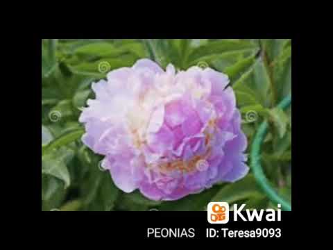 Vídeo: Peônias Roxas E Lilases (23 Fotos): Descrição Das Peônias 