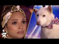 Dog Magic Act Makes Judges CRY on Britain&#39;s Got Talent!