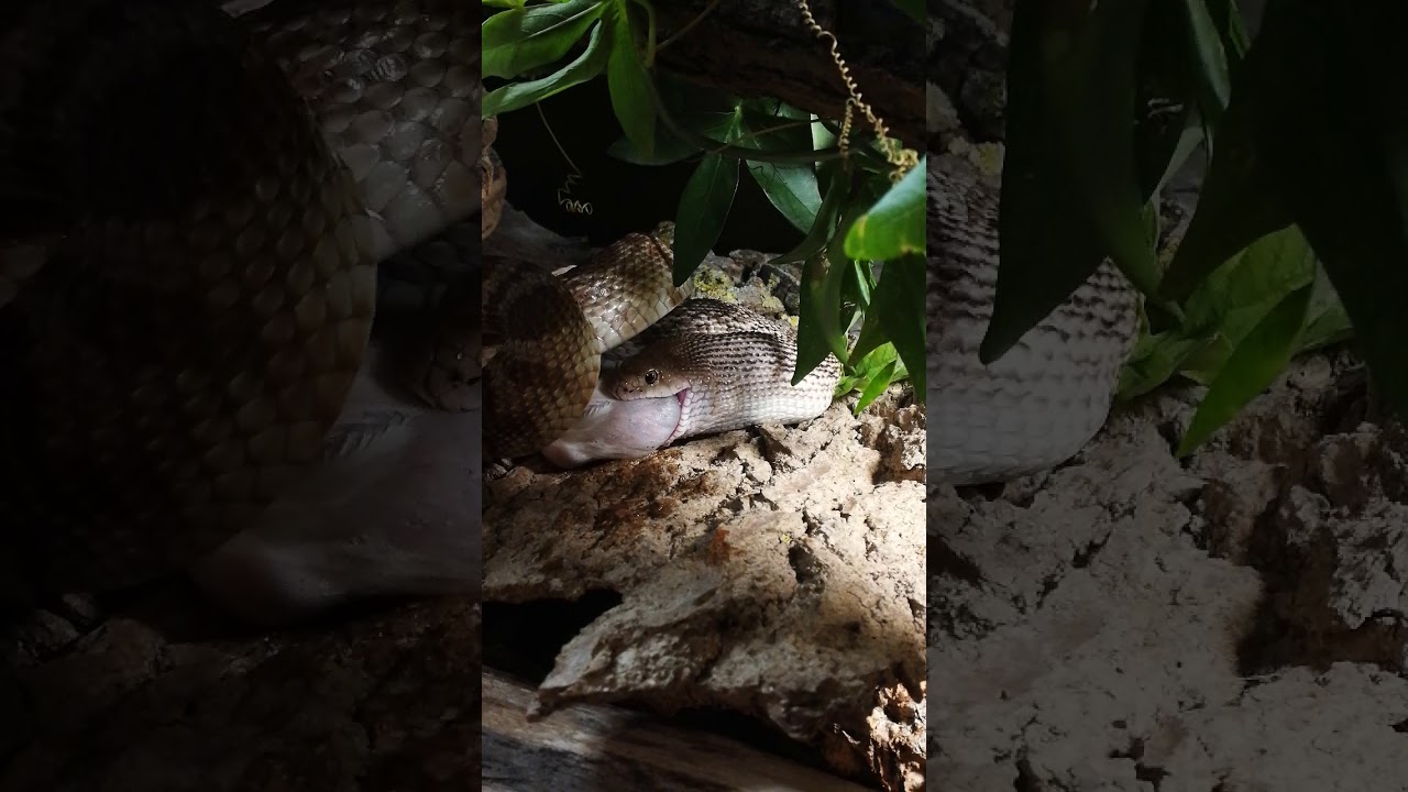 camera iphone 8 plus apk Nourrissage pituophis