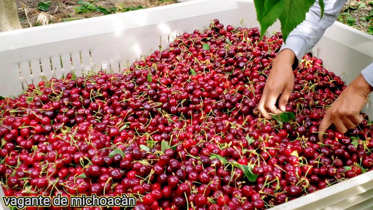 THE CHERRY HARVEST IN MATTAWA WASHINGTON USA 2020 SEASON YouTube