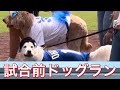 【17ワンちゃん💙】試合前ドッグラン！【1番DH・大谷翔平選手】ドジャースvsエンジェルス@ドジャー・スタジアム6/7/26 #大谷翔平 #shoheiohtani #dodgers 