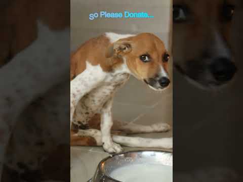 Video: Simptomi ženskega pasjega obdobja
