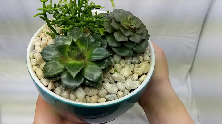 My Succulent Collection: How to Get Rid of Mealybugs