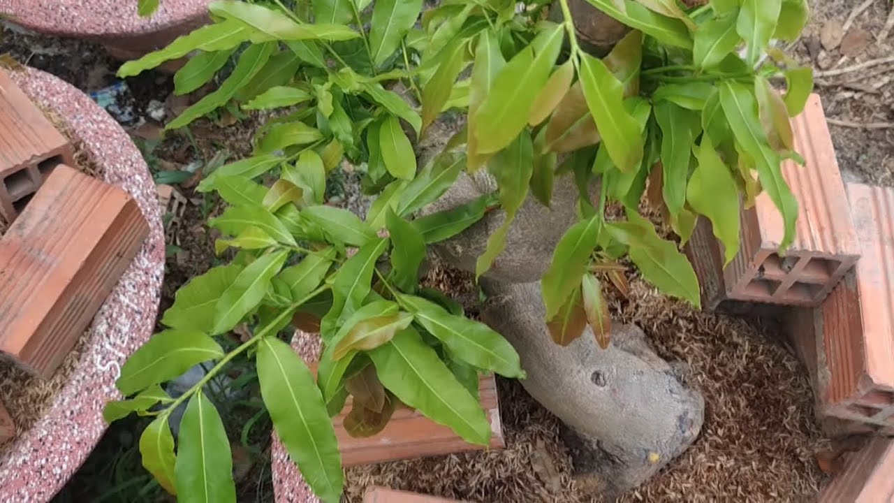 Cách trồng phôi mai và chăm sóc phôi mai để luôn xanh tốt và mau ghép | Nét Việt