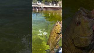 Smallmouth fishing Lake Michigan #fishing #bassfishing #clearwater