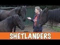 Voor- en nadelen van Shetlanders!| PaardenpraatTV