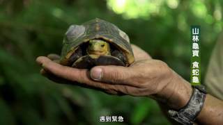 山林龜寶 食蛇龜