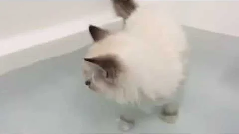 Video 1089161: kitten bath, drinking bath