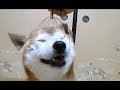 Dogs Reactions To Head Massager Compilation || NEW