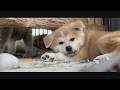 じいちゃんの秋田犬【大家族編】#58　就寝前