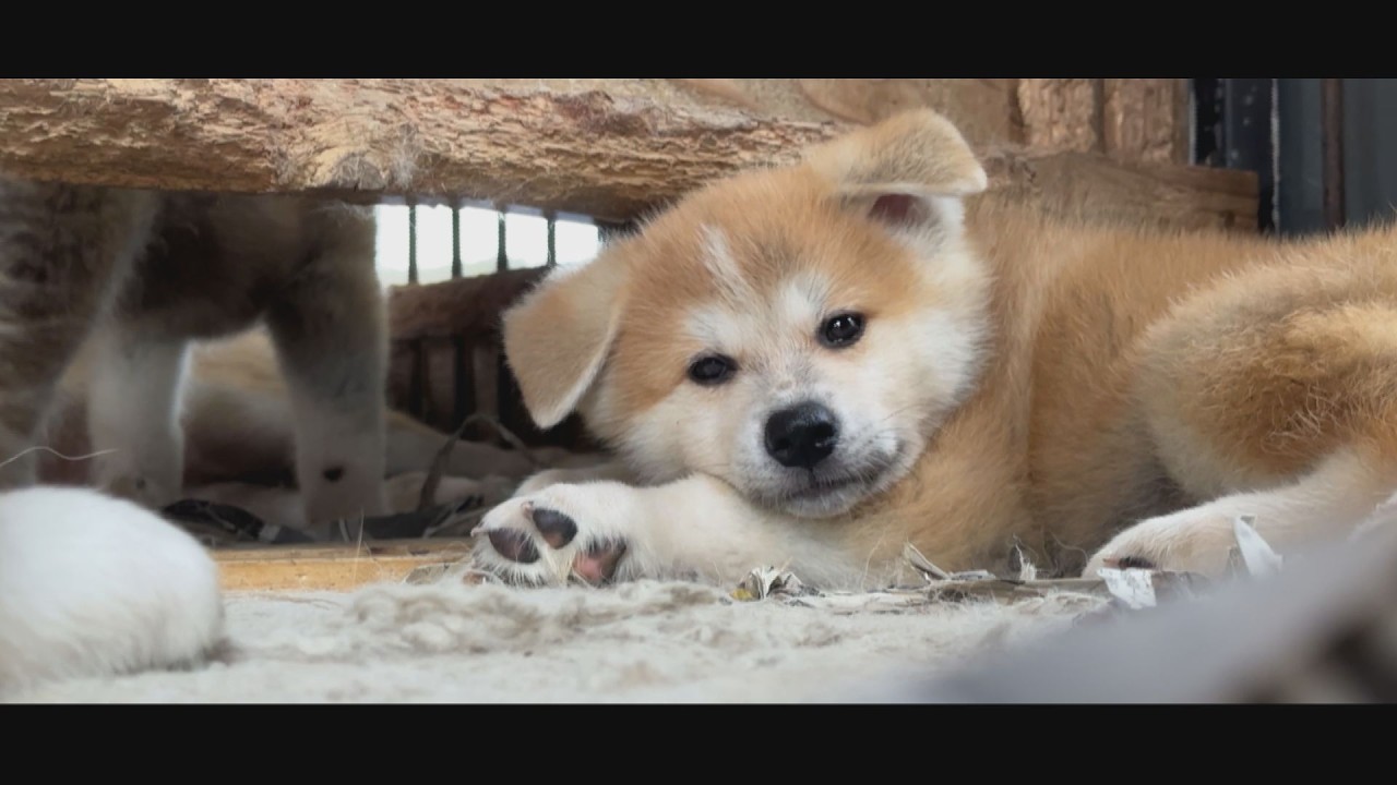 じいちゃんの秋田犬【大家族編】#58　就寝前