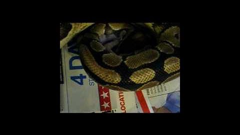 Ball Python Eating Frozen Mouse