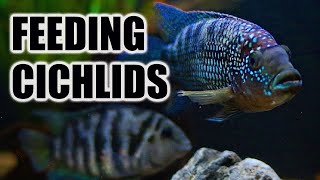 Feeding All Our Cichlids | What to Feed, How Often, & Best Food