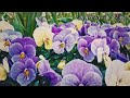 街角すみれ/内藤やす子 舞子・歌
