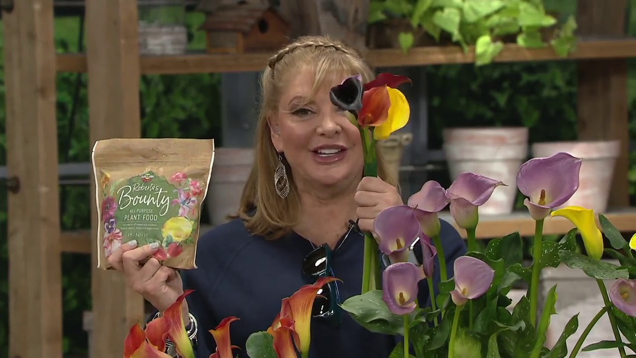 Roberta s 5 Piece Colorful Calla Lily Collection W Fertilizer On QVC how-to-grow-calla-lily-from-bulbs-calla-care-from-planting-to-flowers