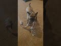 silly lady #tuglife #bulldog #dogs #frenchbulldog #bullybreed #play #doglife #dog #dogshorts #funny