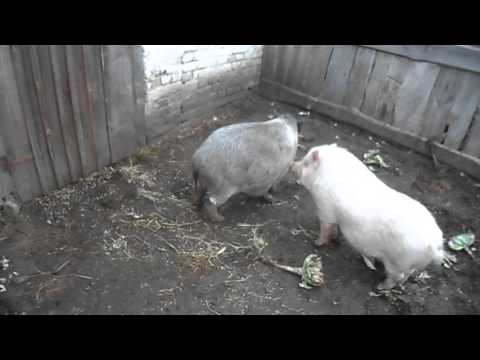 Хряк перед случкой.Pig before tupping.