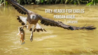 Greyheaded fish eagles of Ulu Pandan