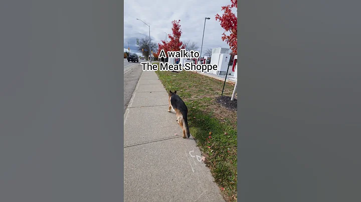 Our walks are always an adventure!   #mikelalicich #mybestfriend #ballislife  #liveyourbestlife #gsd