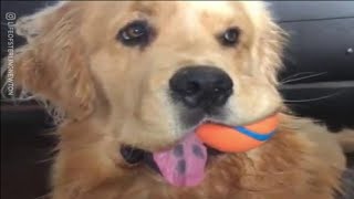 Meet Sterling Newton - The Golden Retriever With A Big Personality || UNILAD by UNILAD 13,111 views 4 years ago 3 minutes, 4 seconds