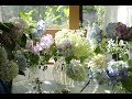 小さな窓の花ごよみ 956 紫陽花の窓辺 ♪ Lascia ch'io pianga ♪