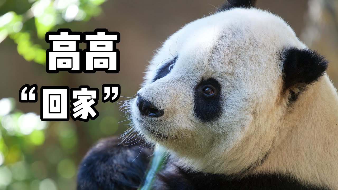 Goodbye,My love! #panda #pandalife #sandiegozoo