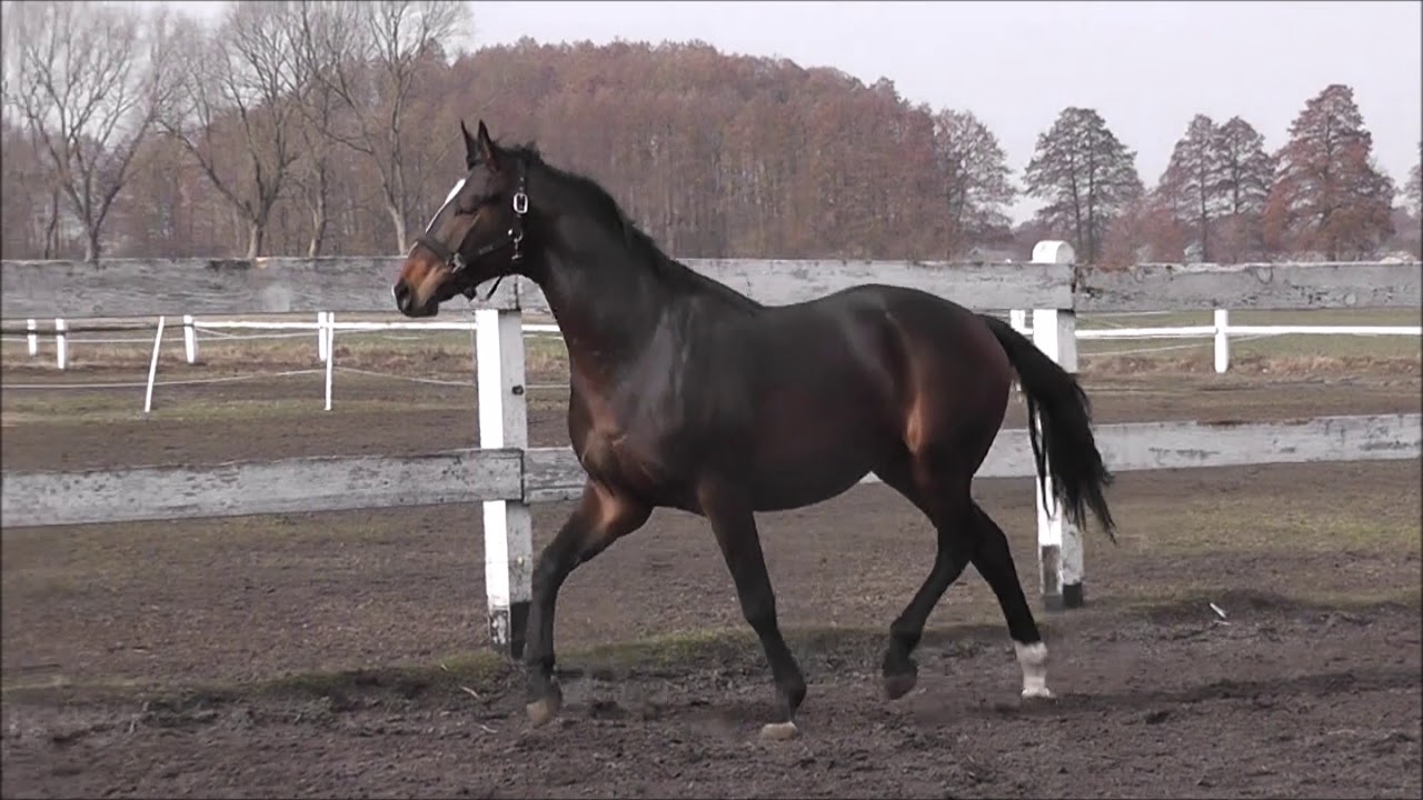 SOLD Anglo Arabian gelding for sale YouTube