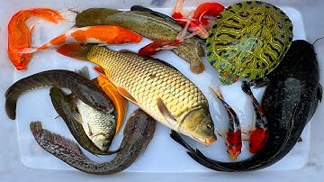 Kem Chanel lái công nông bắt cá trong quả bóng màu sắc có cá chép, cá trê, axolotl, vịt con, cá mập