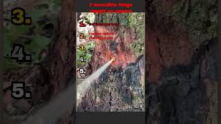 most incredible things caught on camera