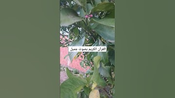 القرآن الكريم بصوت جميل #عبدالرحمن_مسعد #عبدالرحمن_مسعد_تلاوة_جديدة #قران_كريم #explore #قران #لايك