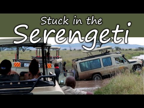 Stuck in the Serengeti