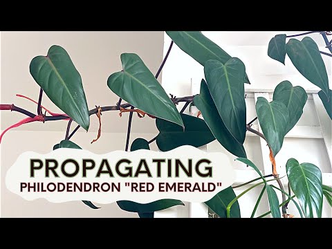 Propagating My Philodendron erubescens "Red Emerald"