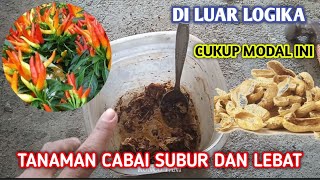 Bikin geleng-geleng kepala, Cabai subur super lebat Dahsyatnya cairan ini 