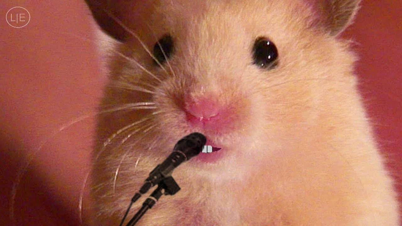 Mrs. Emma the Hamster singing - YouTube