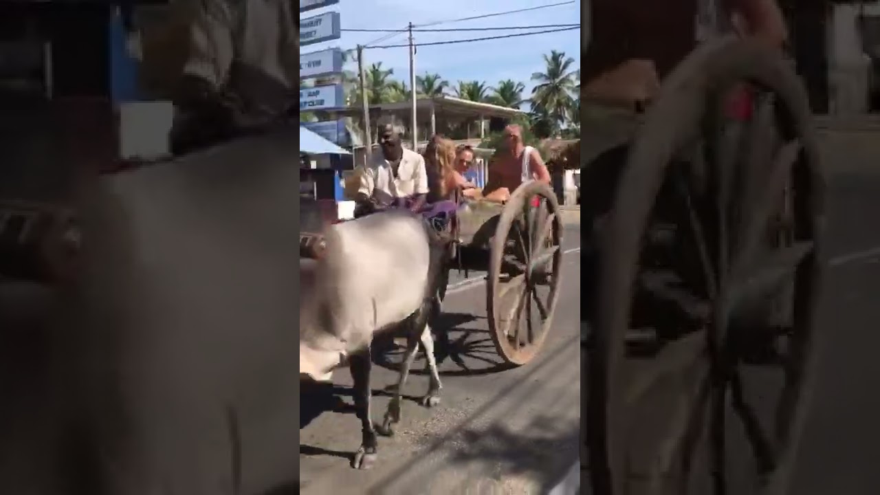 Sri Lanka: Adventurous Tourists Enjoy A Joy Ride On A Bullock Cart