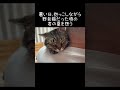 暑い日、抱っこしながら野良猫だった頃の君の夏を想う【元野良猫ピースケ】 #shorts #初老夫婦とねこ #元野良猫 #ピースケ
