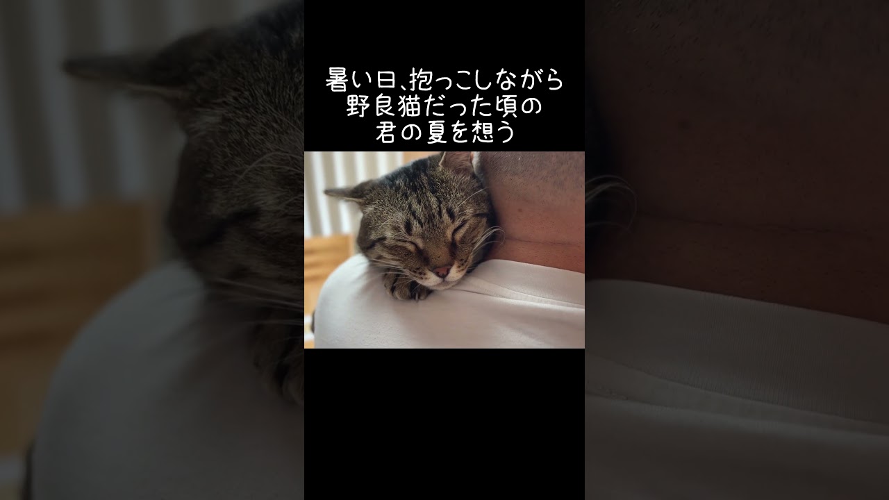 暑い日、抱っこしながら野良猫だった頃の君の夏を想う【元野良猫ピースケ】 #shorts #初老夫婦とねこ #元野良猫 #ピースケ
